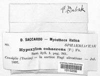 Jackrogersella cohaerens image